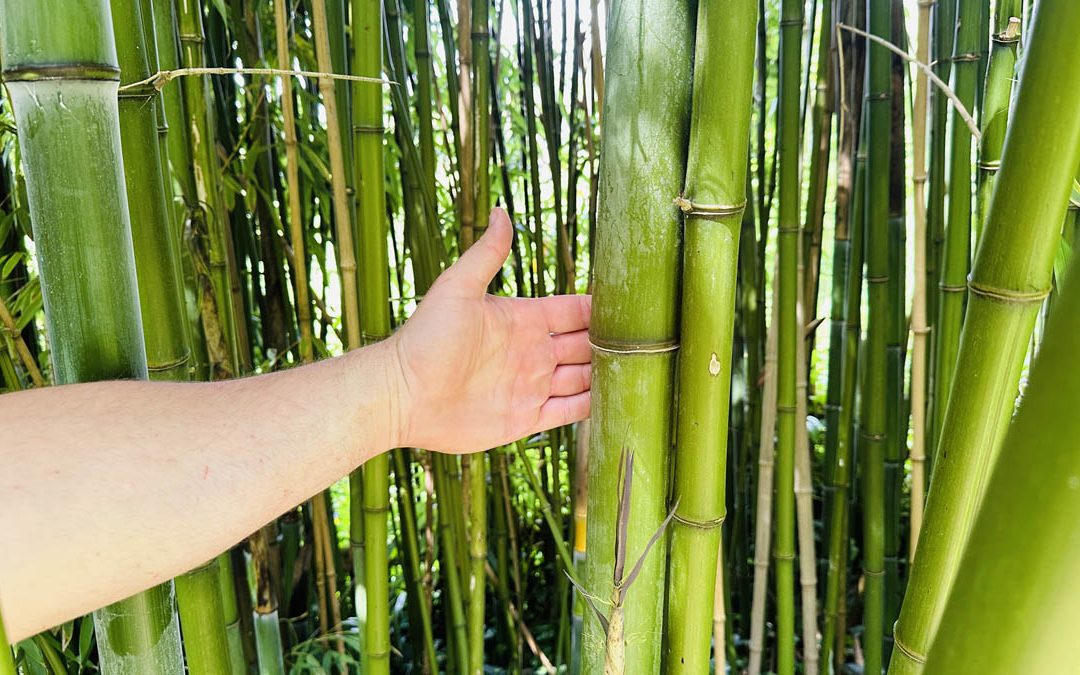 Bamboo Removal Costs UK