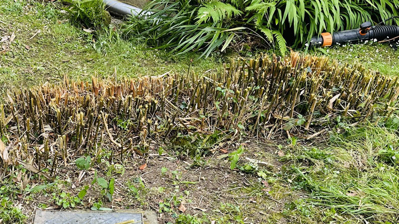 Bamboo Removal Devon Bamboo Removal Devon