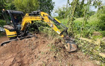 Bamboo Encroachment Law UK