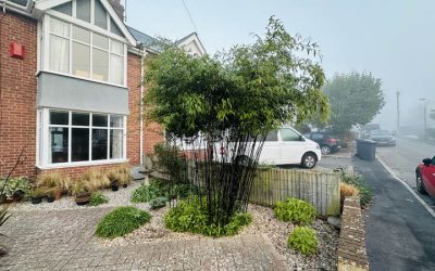 Bamboo Removal Exeter Devon