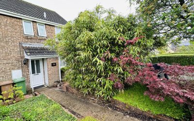 Bamboo Removal Plymouth Devon