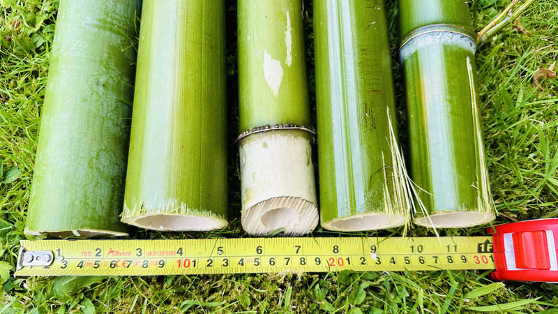 Bamboo Removal Specialists