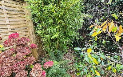 Bamboo Removal Teignbridge
