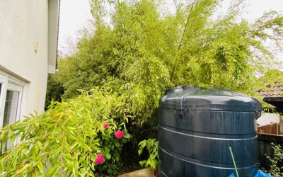 Bamboo Removal Dorset