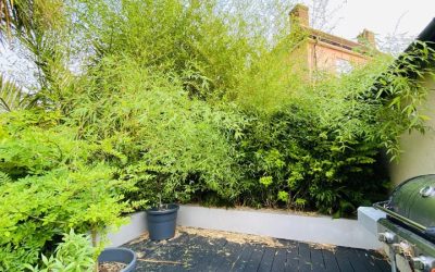 Bamboo Removal Somerset