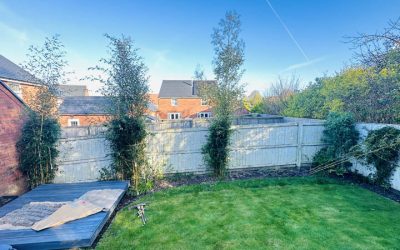 Bamboo Removal Taunton