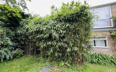 Bamboo Removal Yeovil