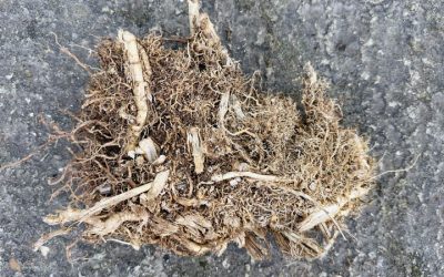 Clumping vs Running Bamboo UK
