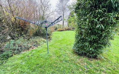 Bamboo Removal In Cornwall