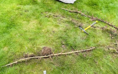 Bamboo Running Rhizome Removal