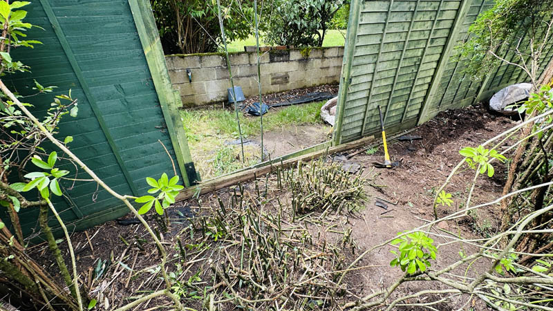 Neighbours Bamboo Growing In My Garden Neighbours Bamboo Growing In My Garden