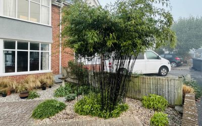 Phyllostachys nigra Black Bamboo