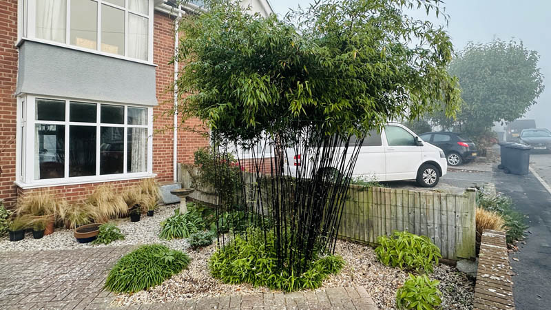 Phyllostachys nigra Black Bamboo