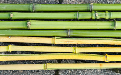 Pre House Purchase Bamboo Assessment