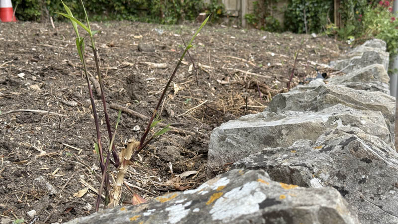 Beware Of Unskilled Bamboo Removal