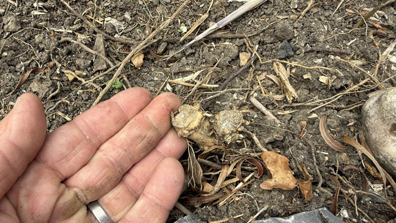 Beware Of Unskilled Bamboo Removal