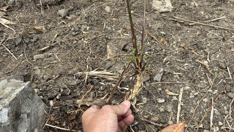 Beware Of Unskilled Bamboo Removal