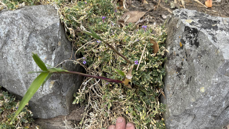 Beware Of Unskilled Bamboo Removal