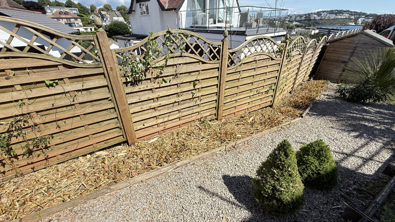 Bamboo Removal South West