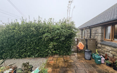 Bamboo Treatment Cornwall